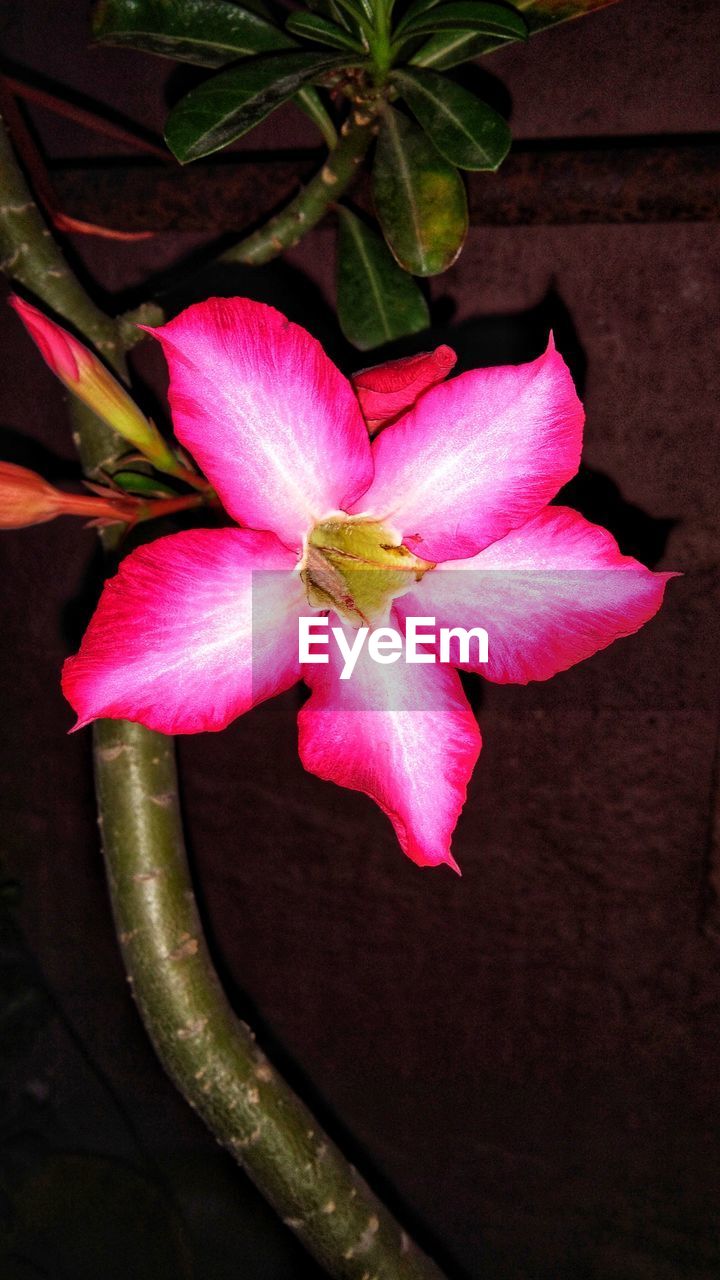 CLOSE-UP OF PINK FLOWER PLANT