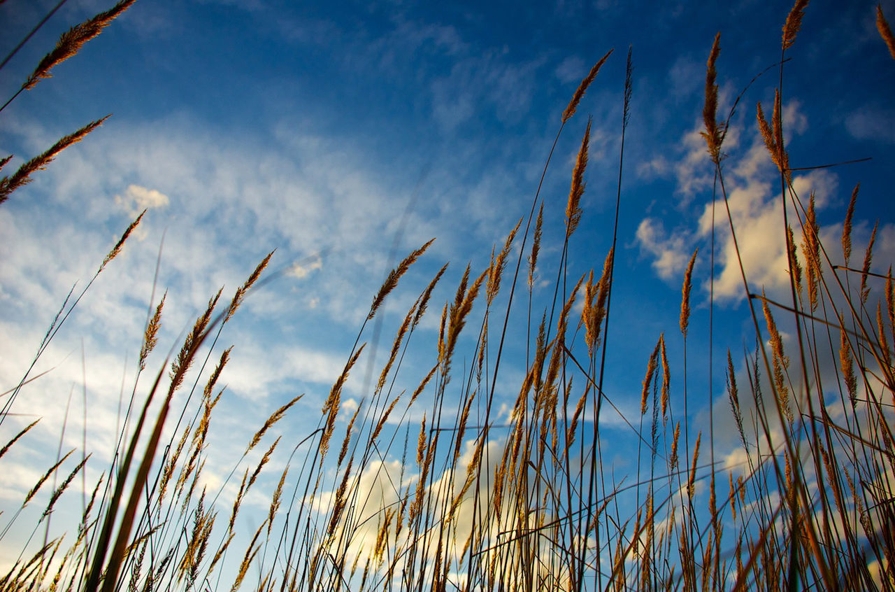 Low angle view of plants growing against sky