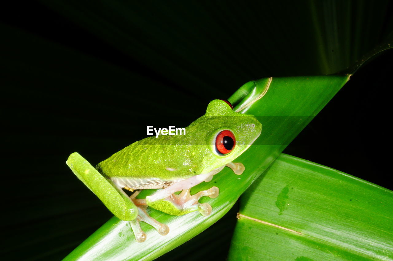 Close-up of green frog on plant at night