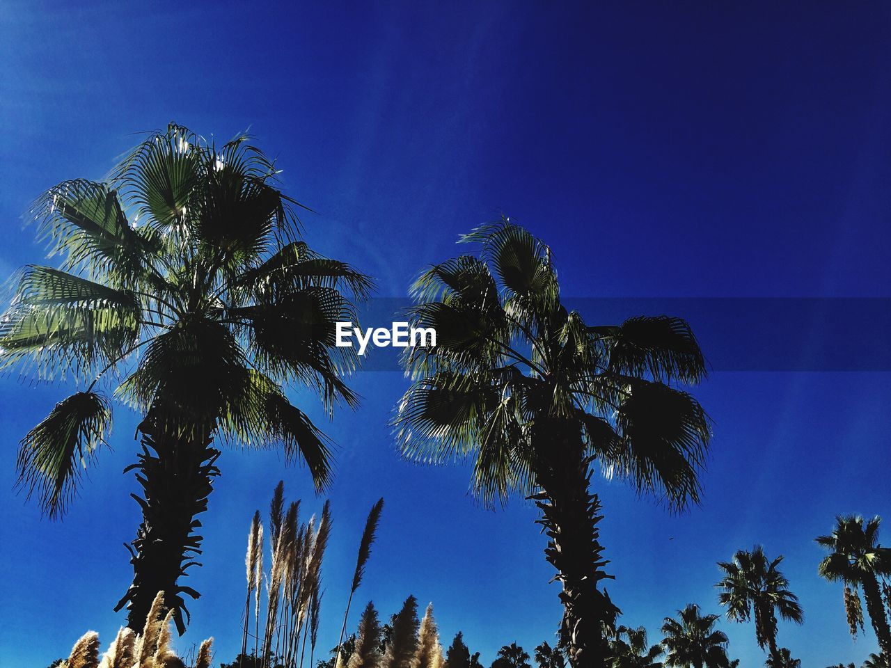 Low angle view of palm trees against blue sky