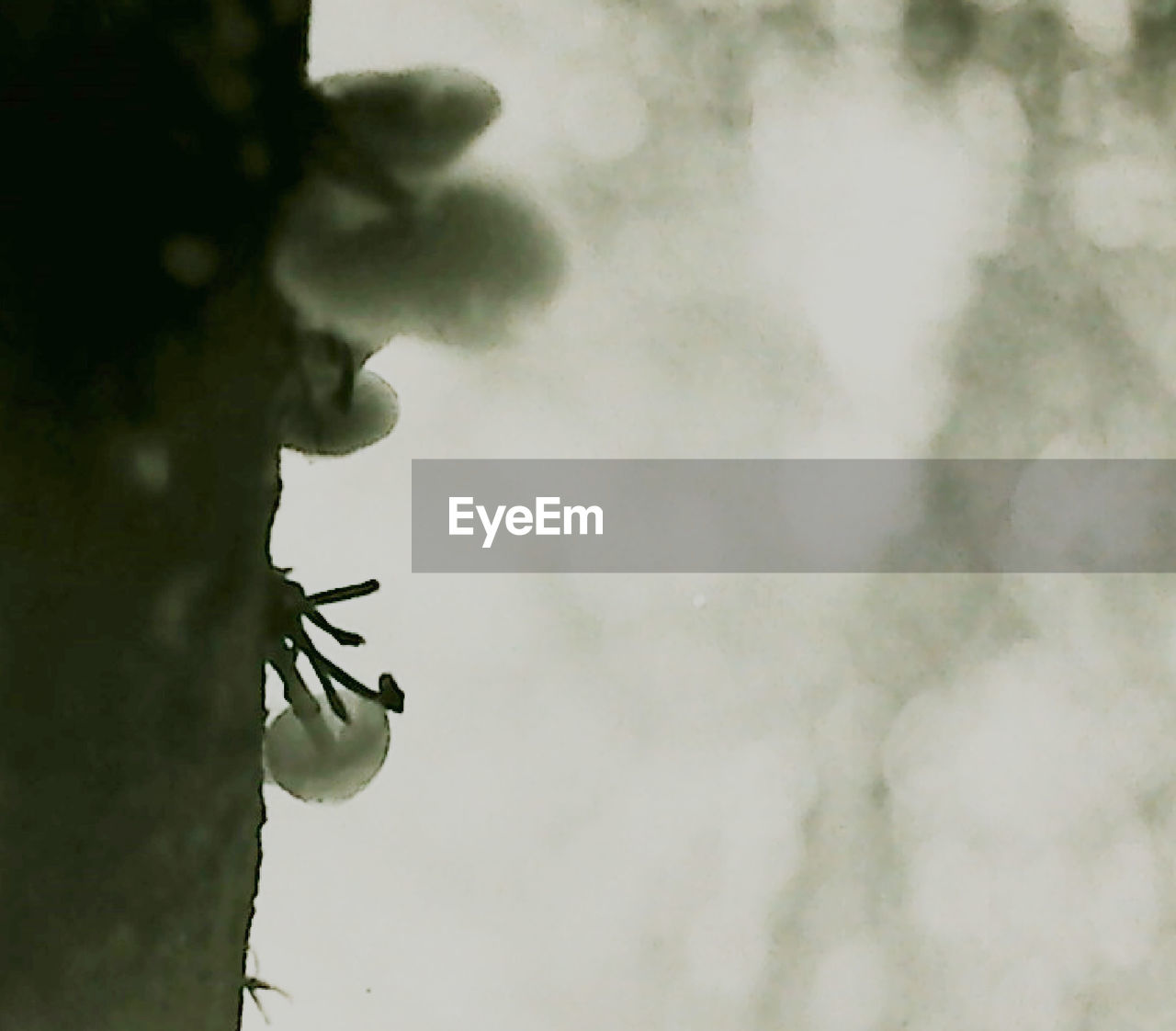 LOW ANGLE VIEW OF A BIRD ON PLANT AGAINST SKY