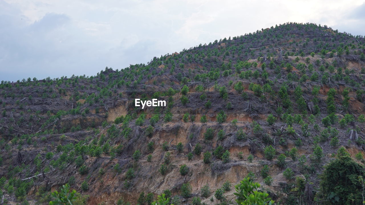 LOW ANGLE VIEW OF TREES ON LANDSCAPE