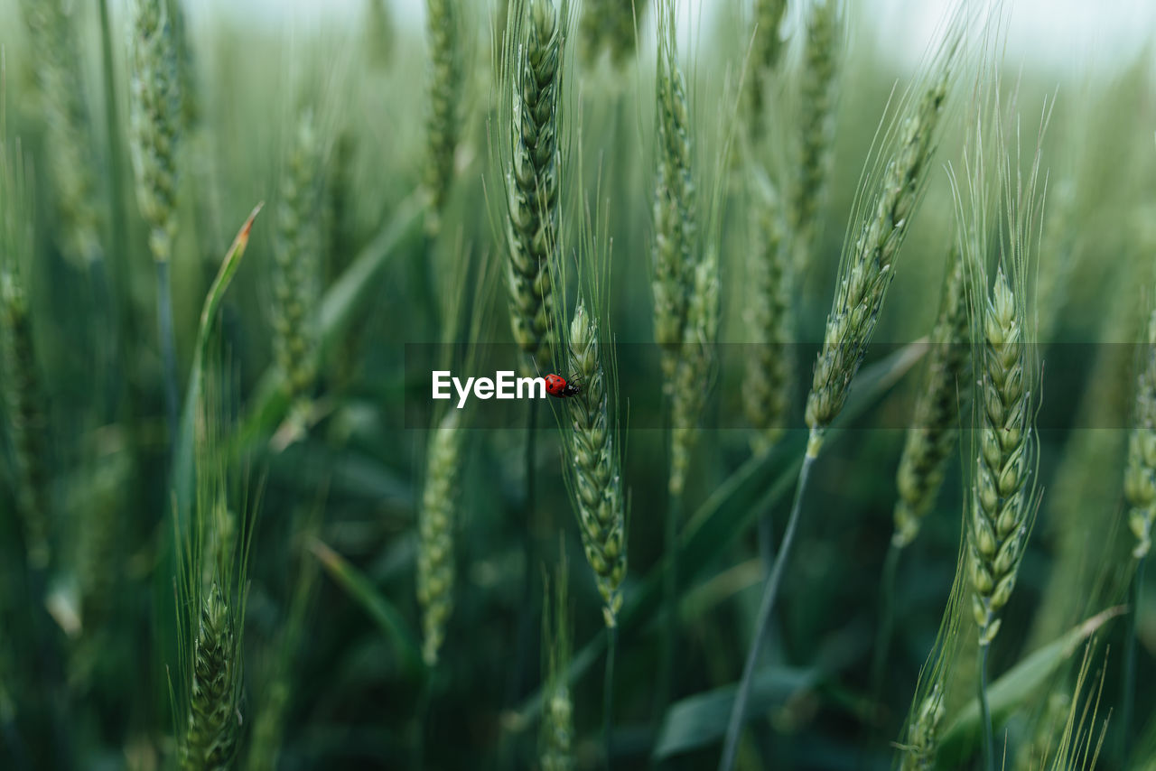 Organic green wheat close up. ladybug sitting on wheat. background