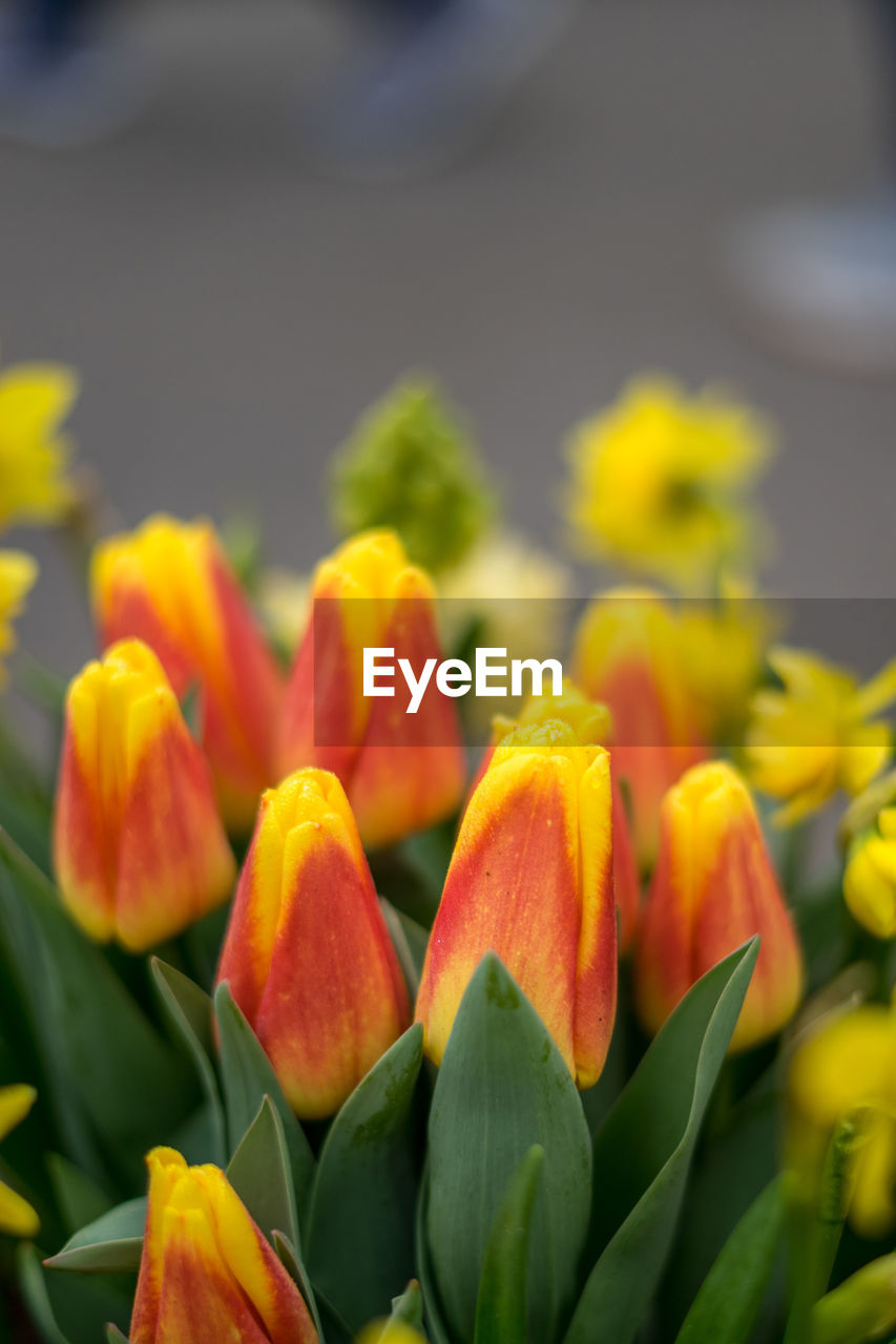 CLOSE-UP OF YELLOW FLOWERS GROWING OUTDOORS