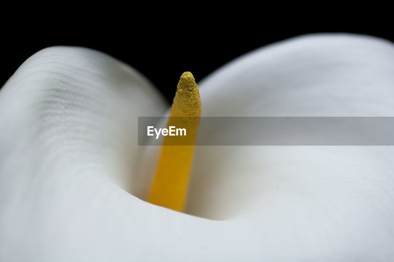 Close-up of flower against black background