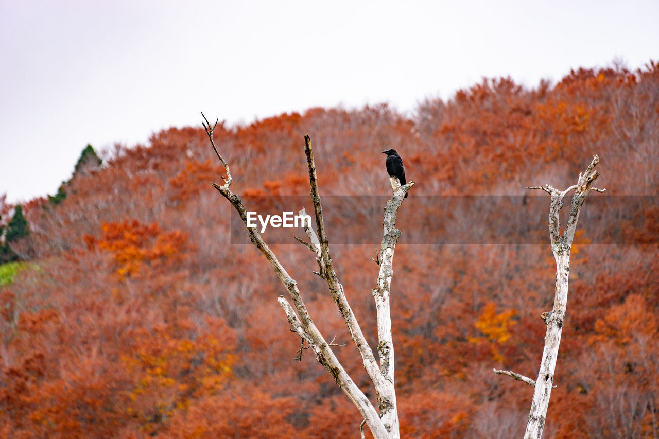 CLOSE-UP OF AUTUMN TREES AGAINST SKY