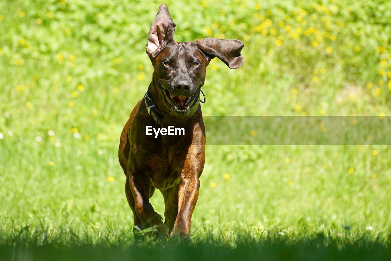 PORTRAIT OF DOGS ON FIELD