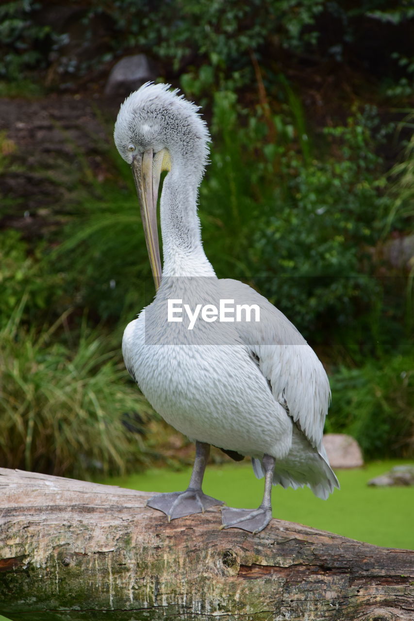 CLOSE-UP OF PELICAN ON ROCK IN WATER