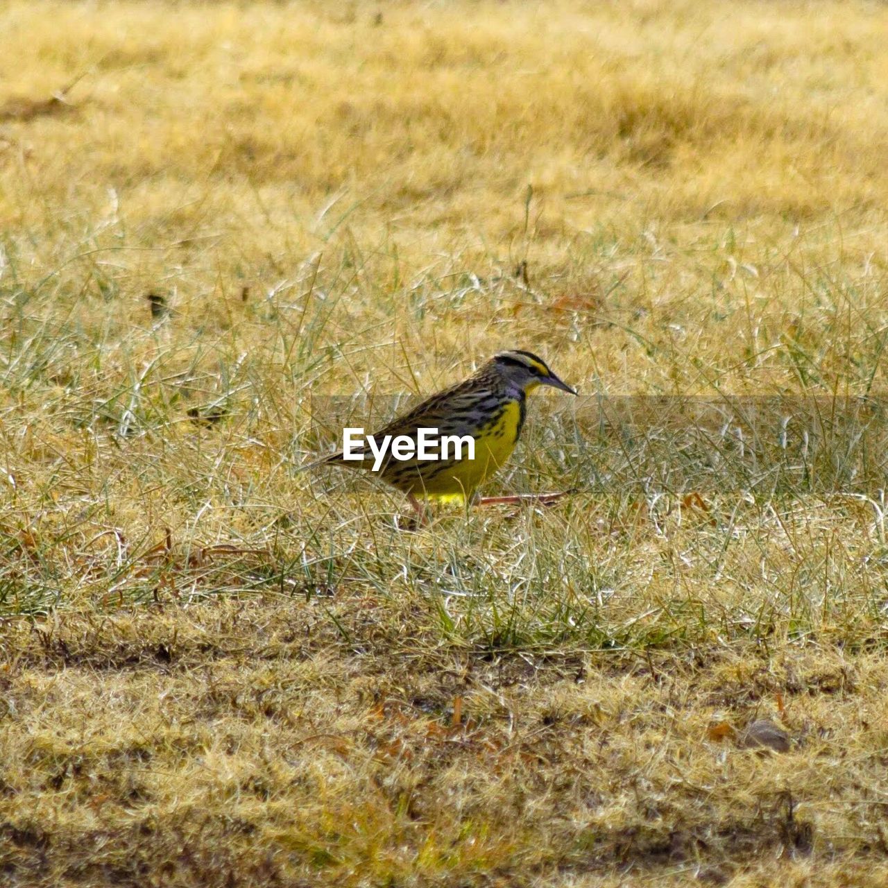 SPARROW PERCHING ON FIELD