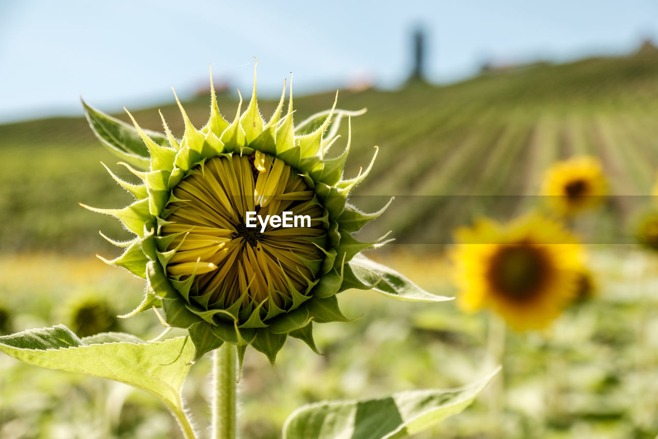 CLOSE-UP OF FRESH SUNFLOWER BLOOMING AGAINST SKY