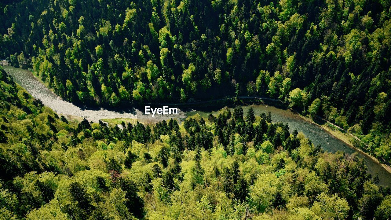 High angle view of river amidst trees at forest