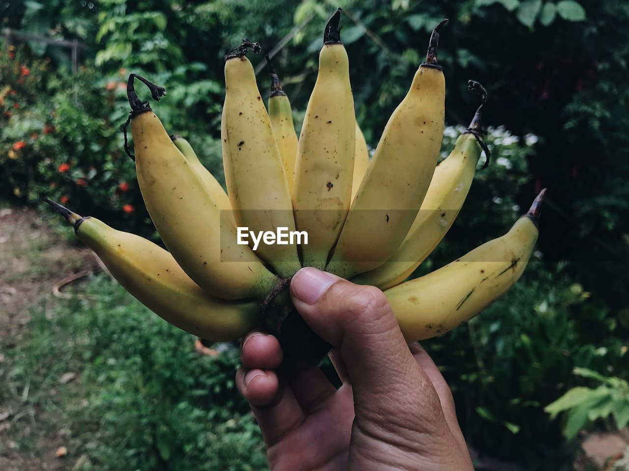 Cropped hand holding bananas against plants
