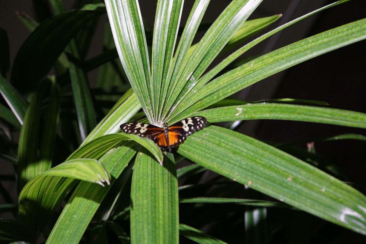 CLOSE-UP OF INSECT ON GREEN LEAF