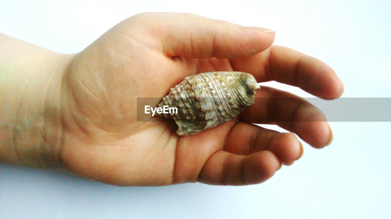 Cropped hand holding seashell on table