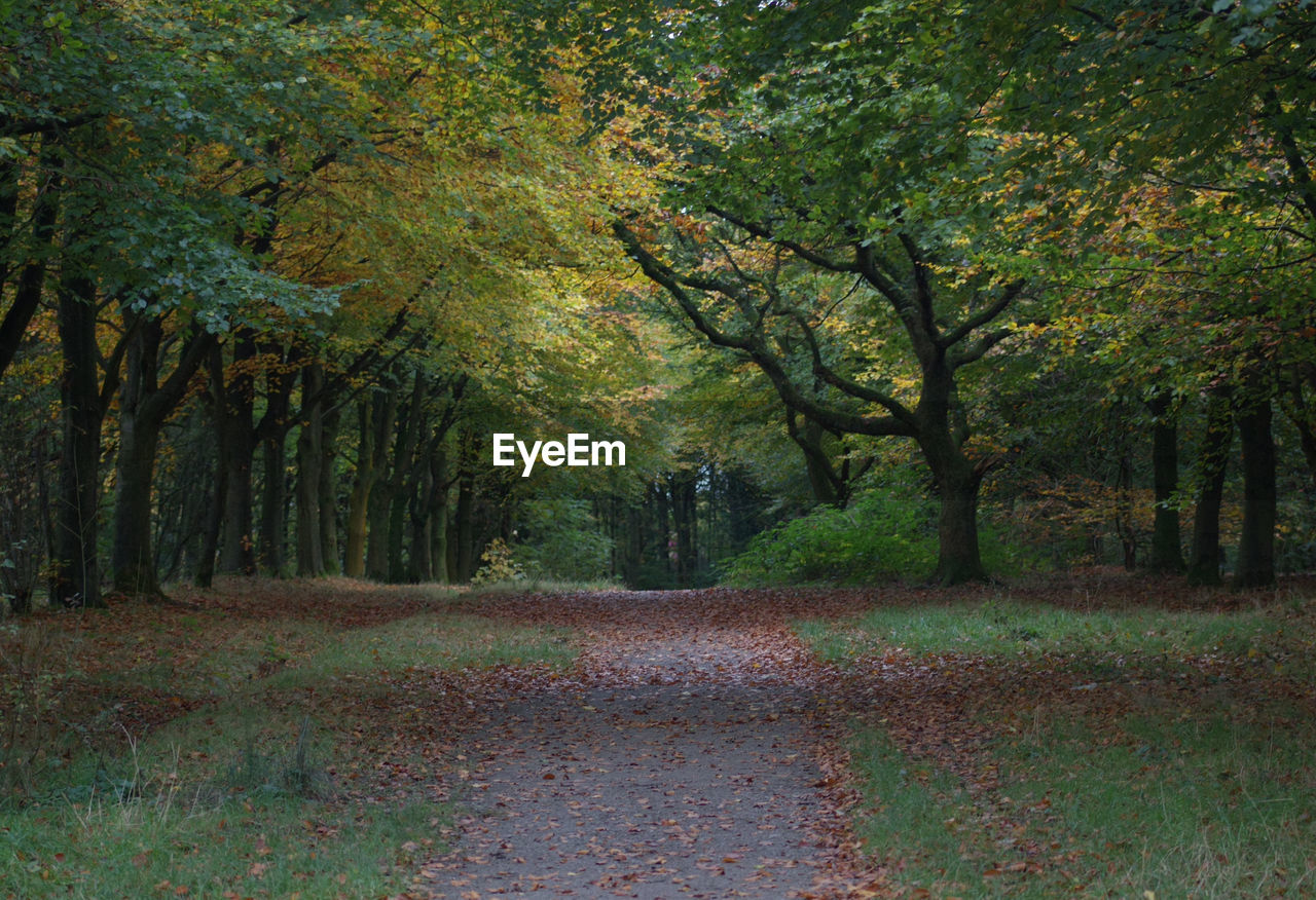 Trees in forest during autumn