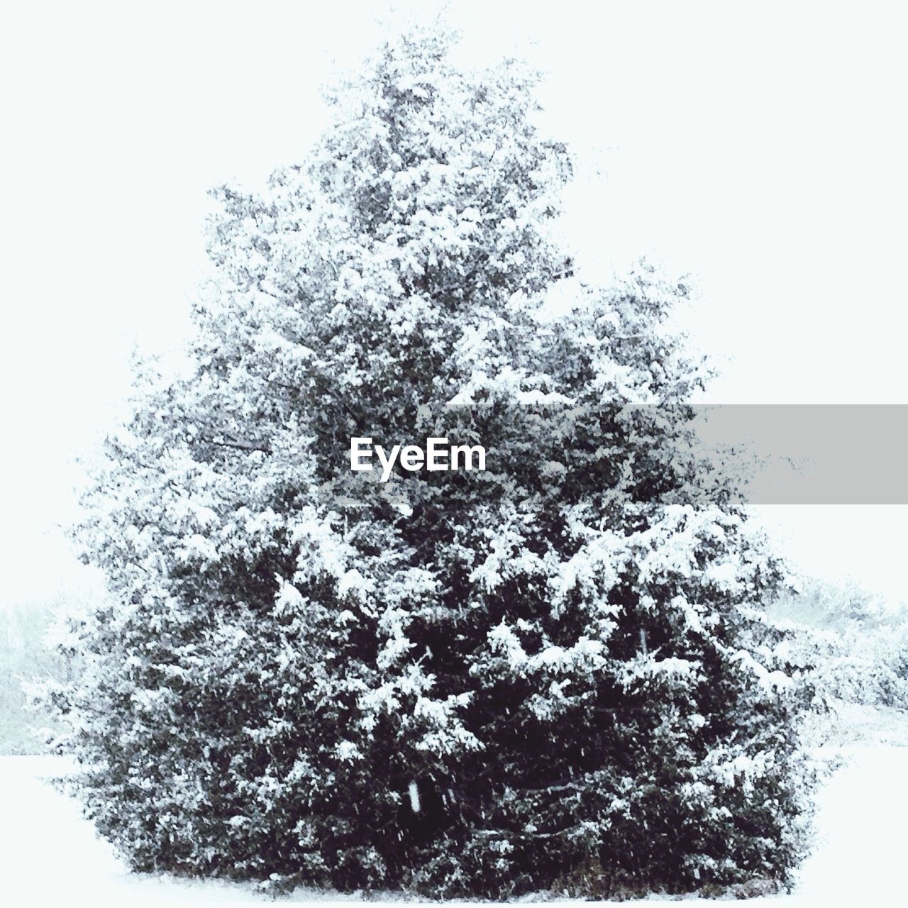 Tree in winter