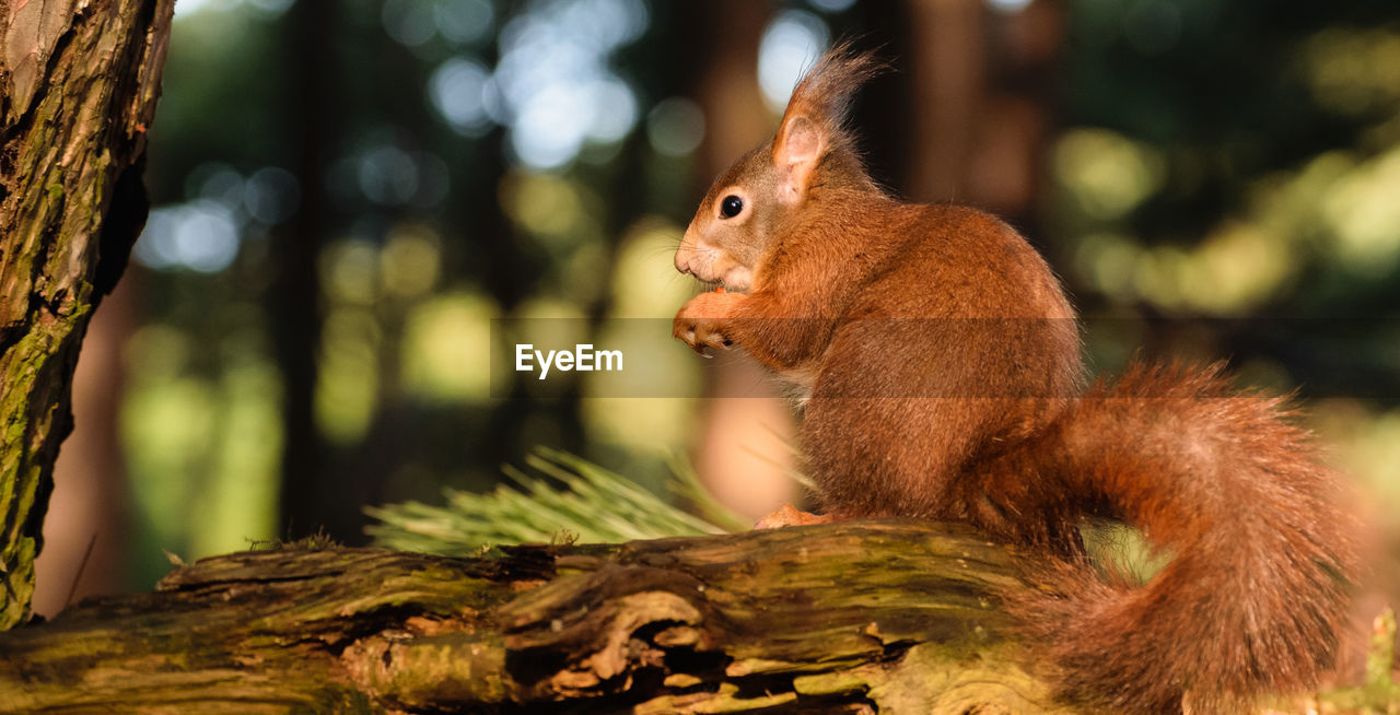 SQUIRREL EATING TREE