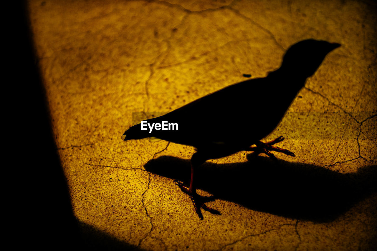 HIGH ANGLE VIEW OF A BIRD SHADOW