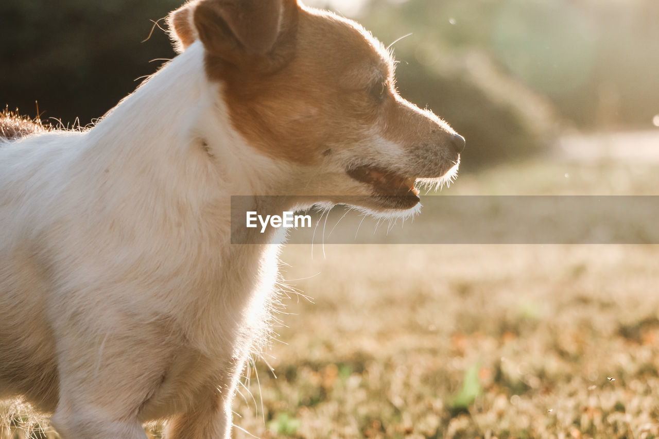 Close-up of dog looking away