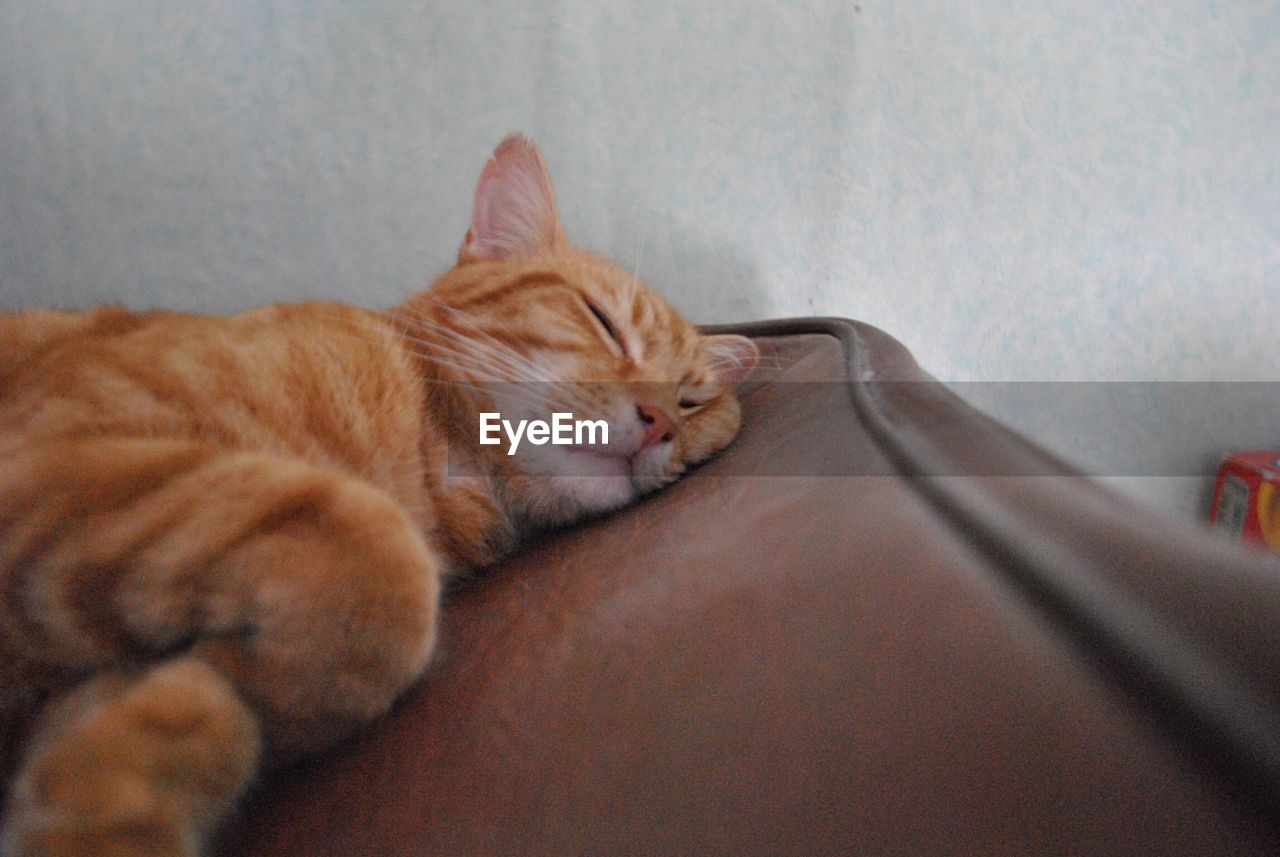 Close-up of ginger cat sleeping on sofa against wall