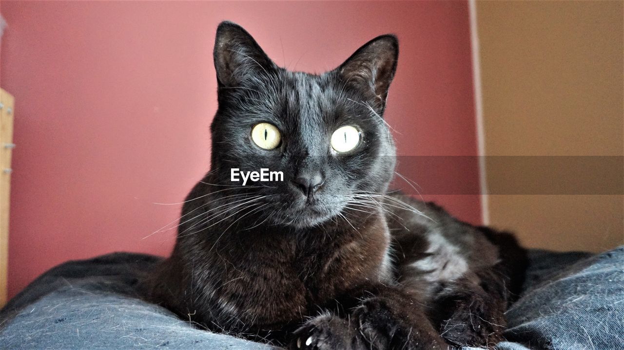 CLOSE-UP PORTRAIT OF BLACK CAT ON FLOOR