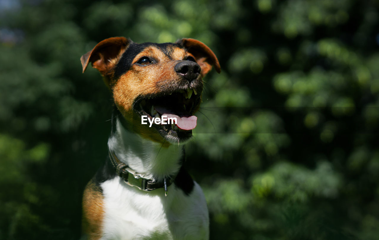 CLOSE-UP OF A DOG LOOKING AWAY