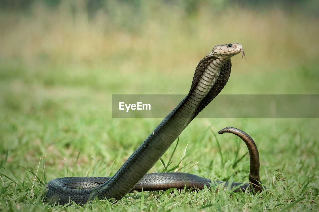 close-up of snake on grassy field