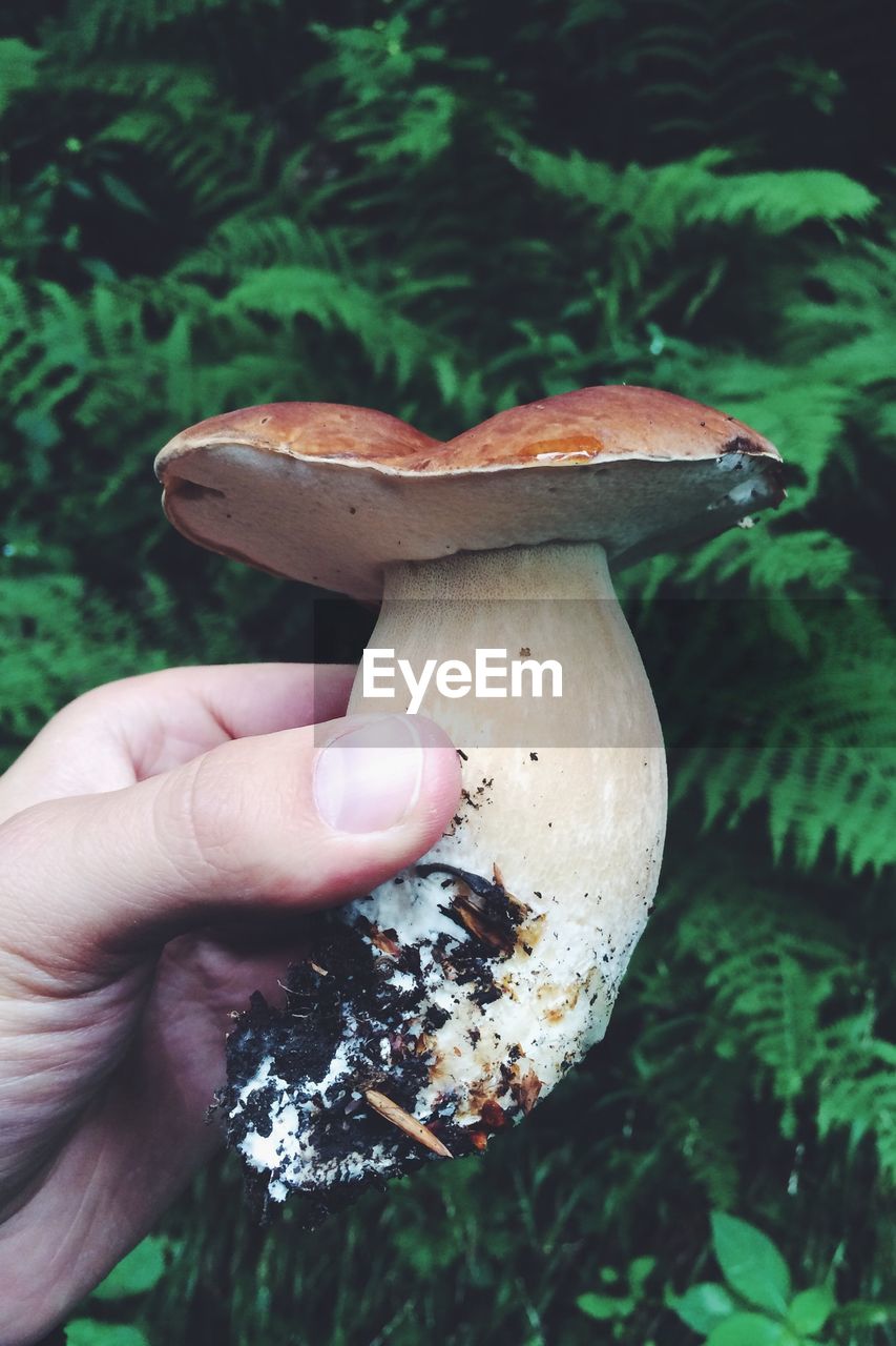 Person holding wild mushroom
