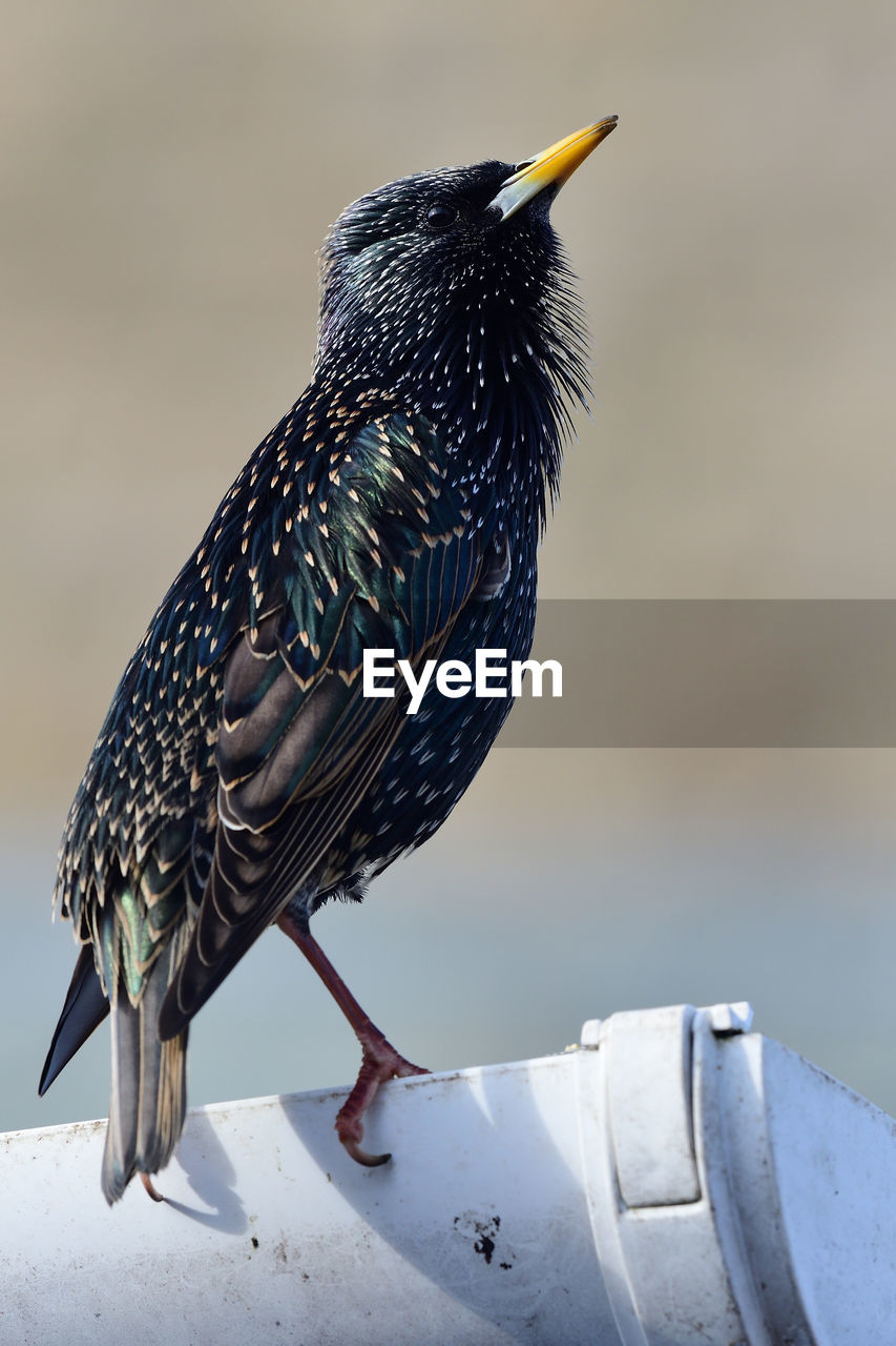 Portrait of a common starling perching on a gutter