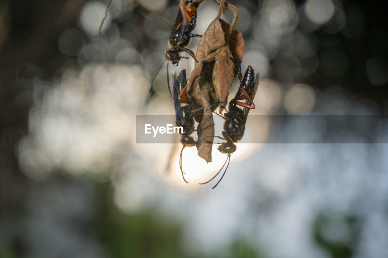 Close-up of bugs hanging on twig