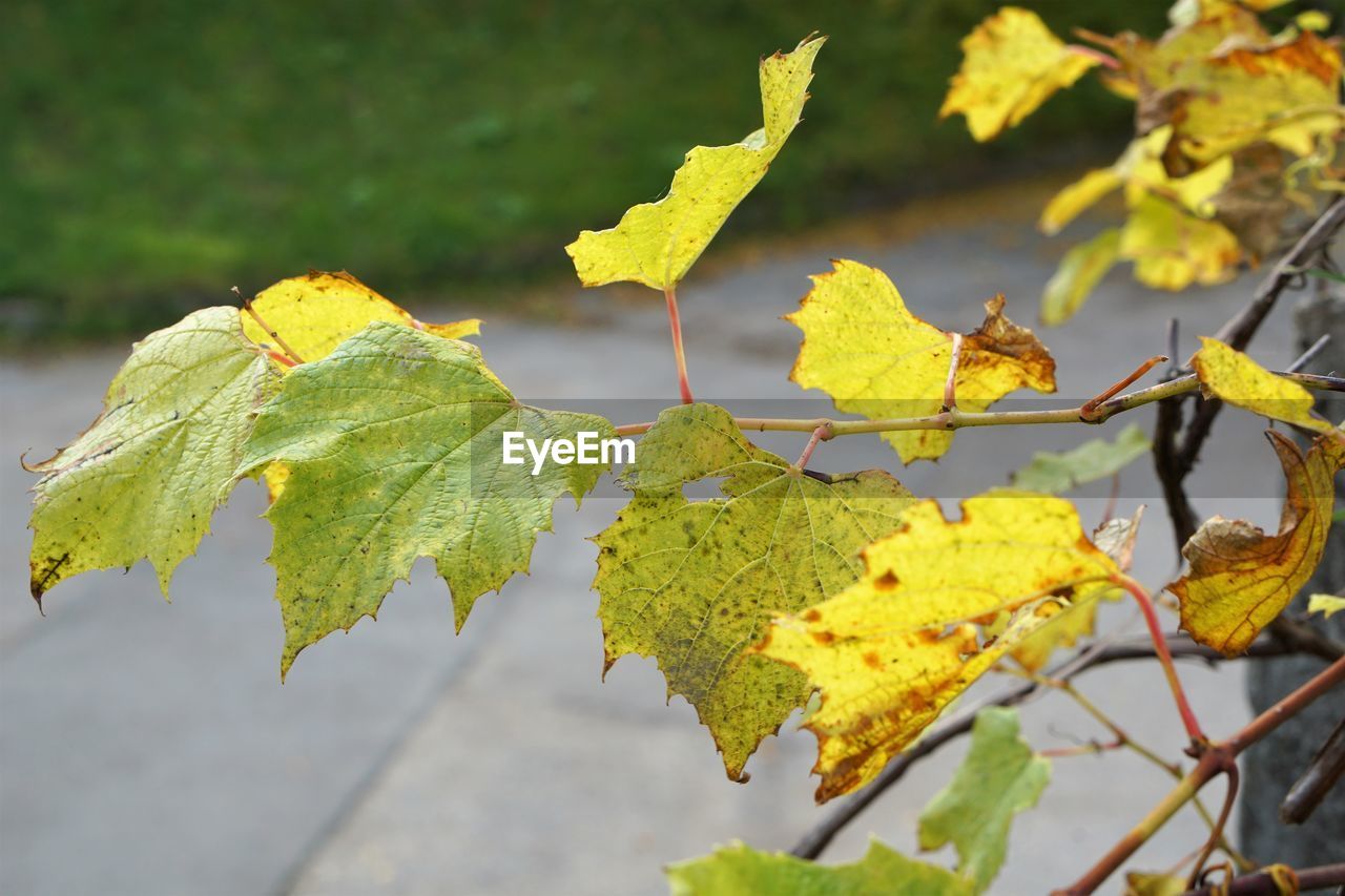 Close-up of yellow plant