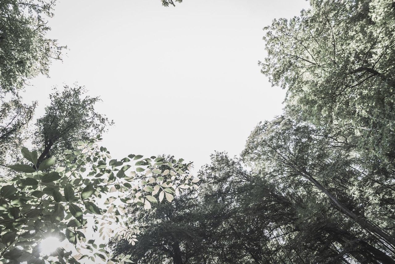 LOW ANGLE VIEW OF TREES AGAINST CLEAR SKY