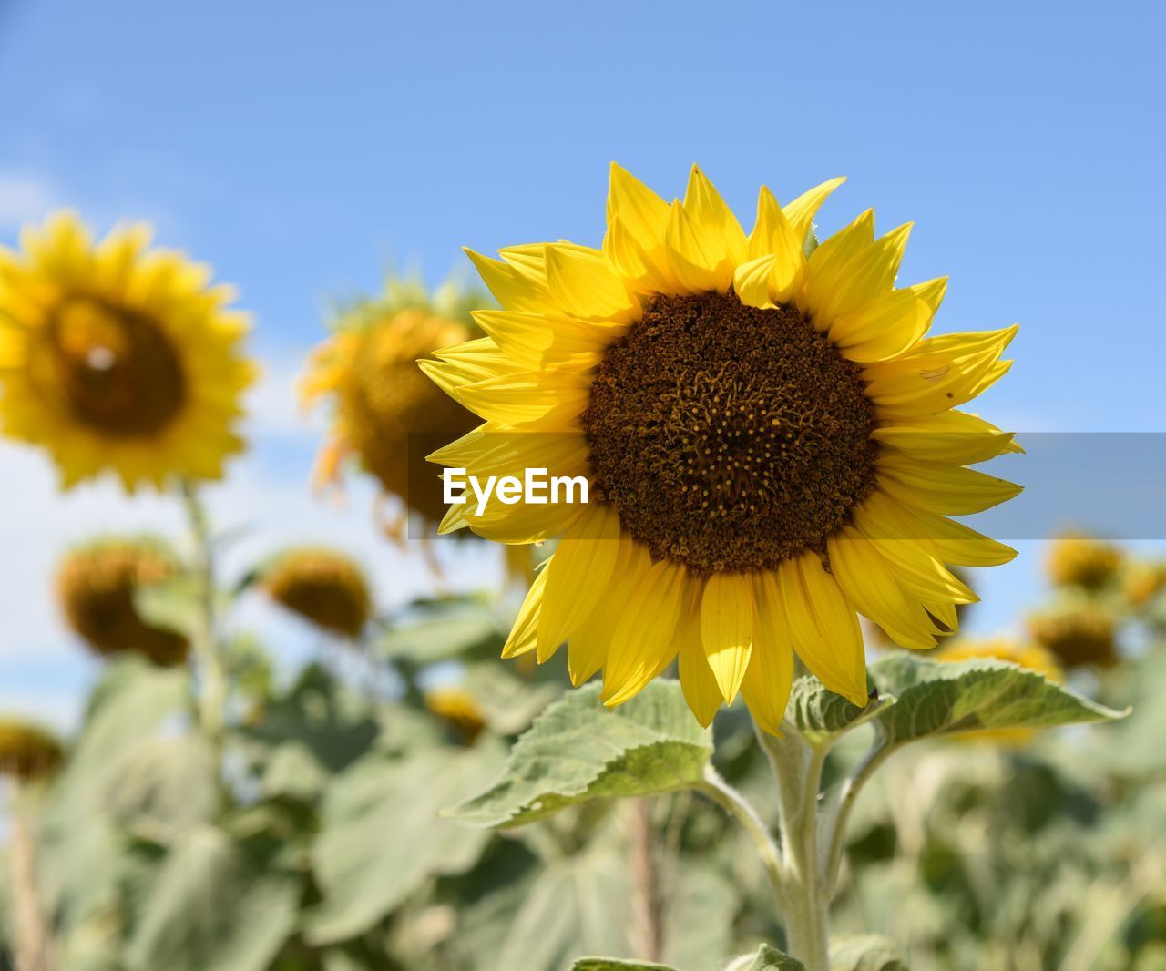 CLOSE-UP OF FRESH YELLOW SUNFLOWER BLOOMING AGAINST SKY