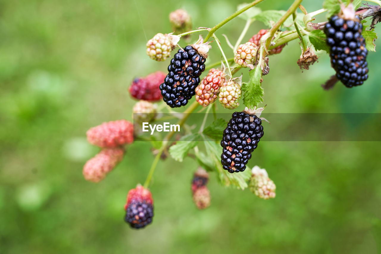 CLOSE-UP OF RASPBERRIES ON PLANT