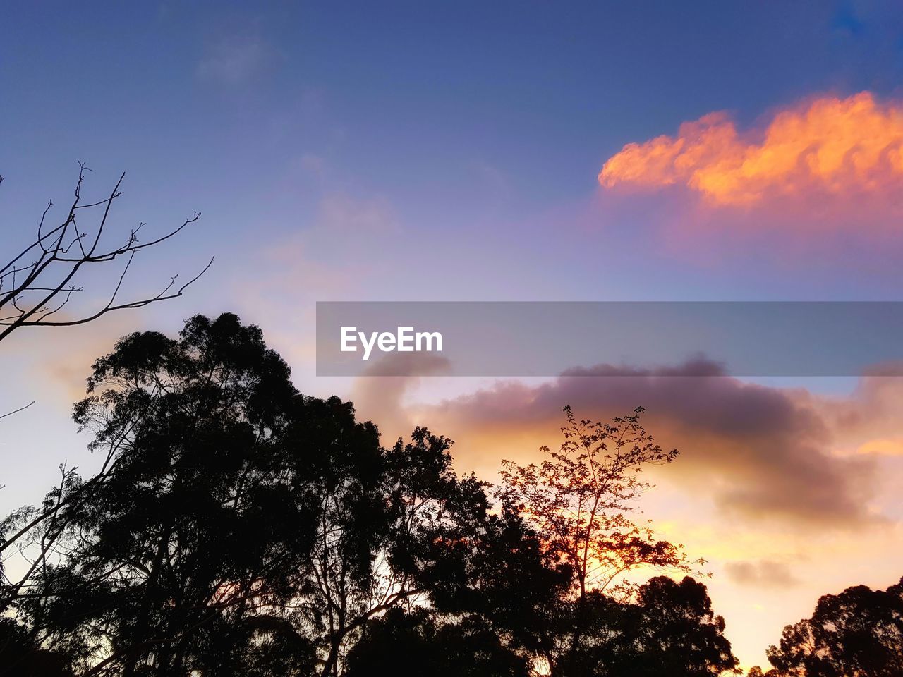 LOW ANGLE VIEW OF SILHOUETTE TREES AGAINST SKY