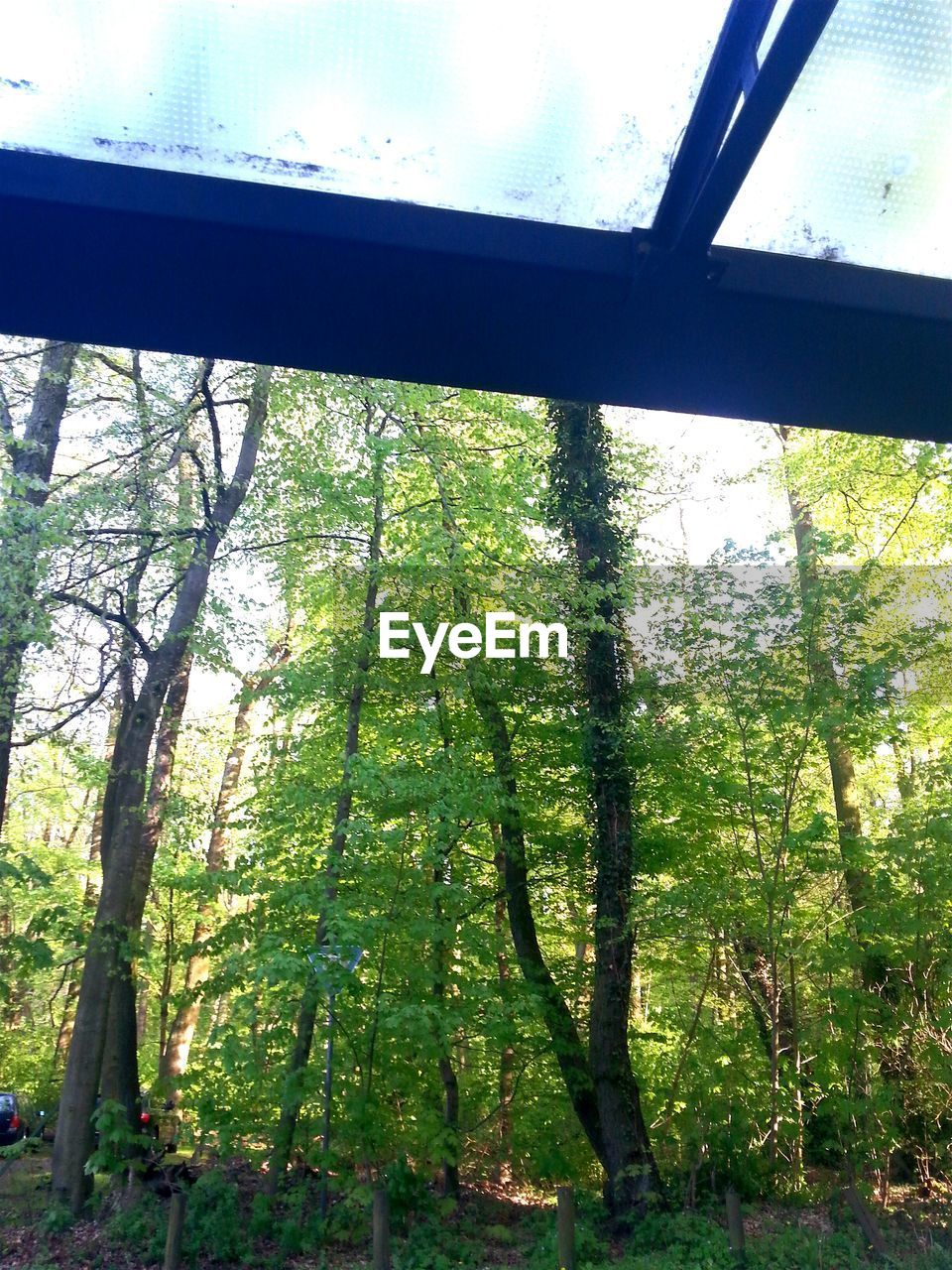 LOW ANGLE VIEW OF TREES AGAINST SKY