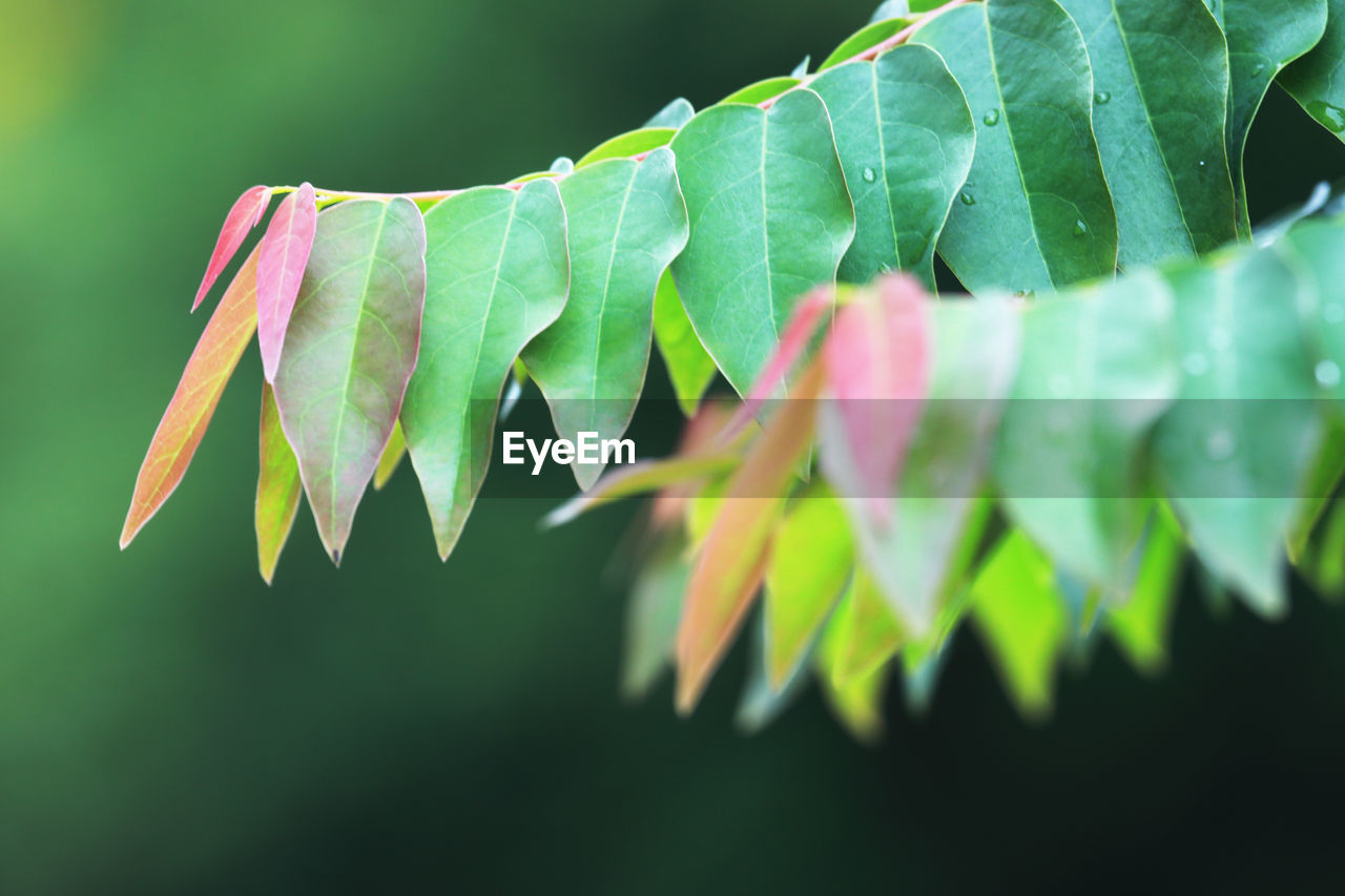 Close-up of green leaves on plant