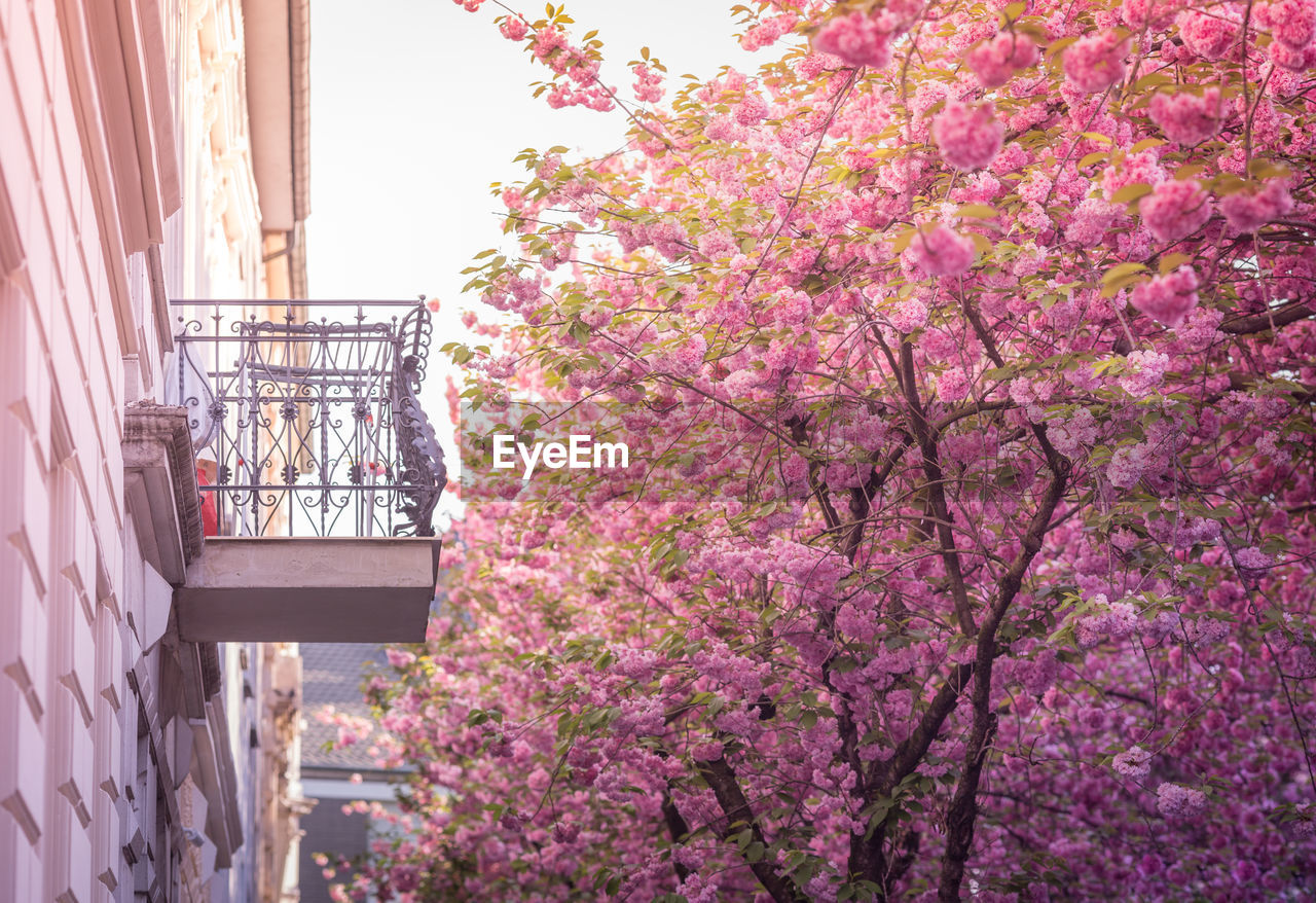 LOW ANGLE VIEW OF CHERRY BLOSSOMS AGAINST SKY