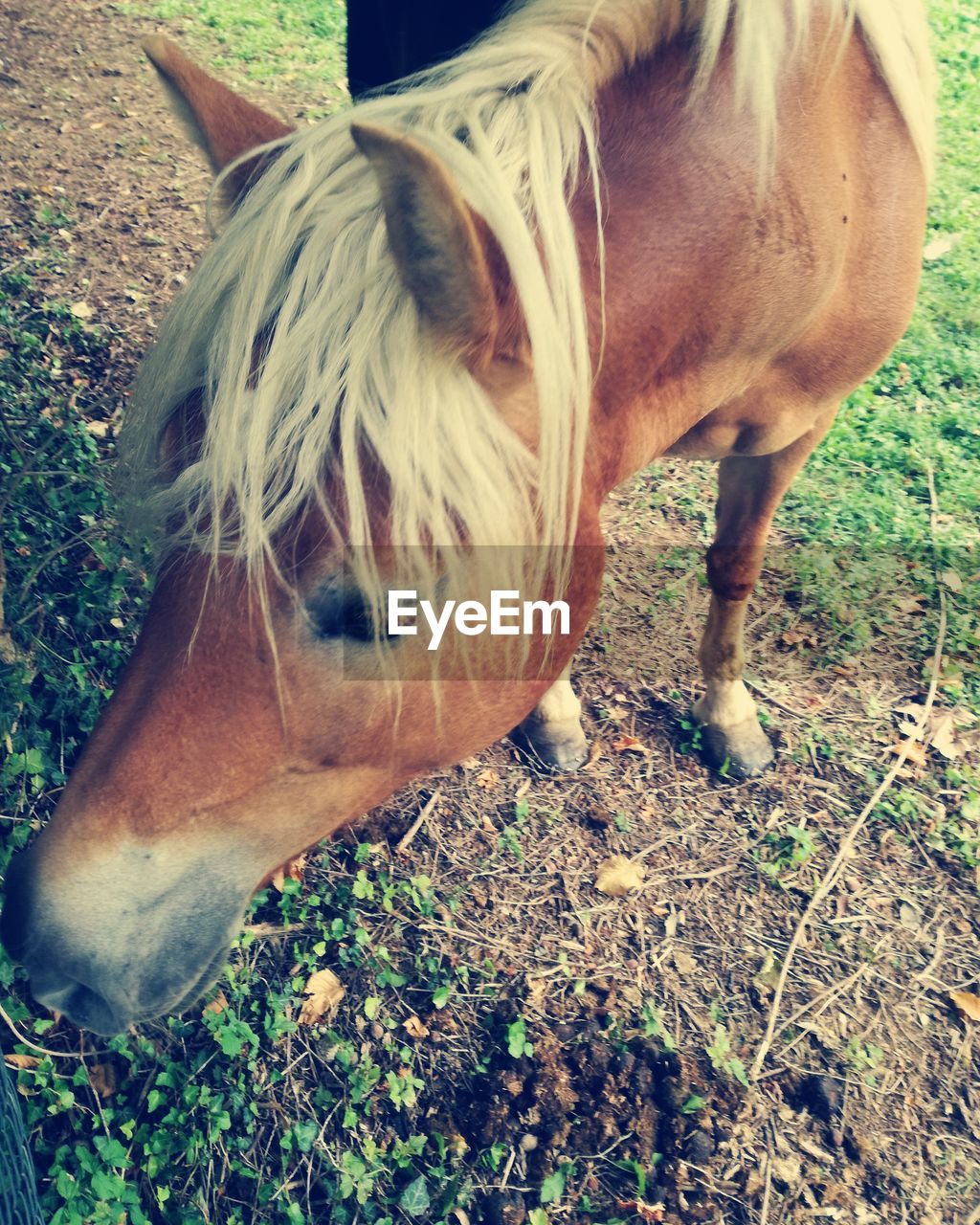 CLOSE-UP OF HORSE IN FIELD