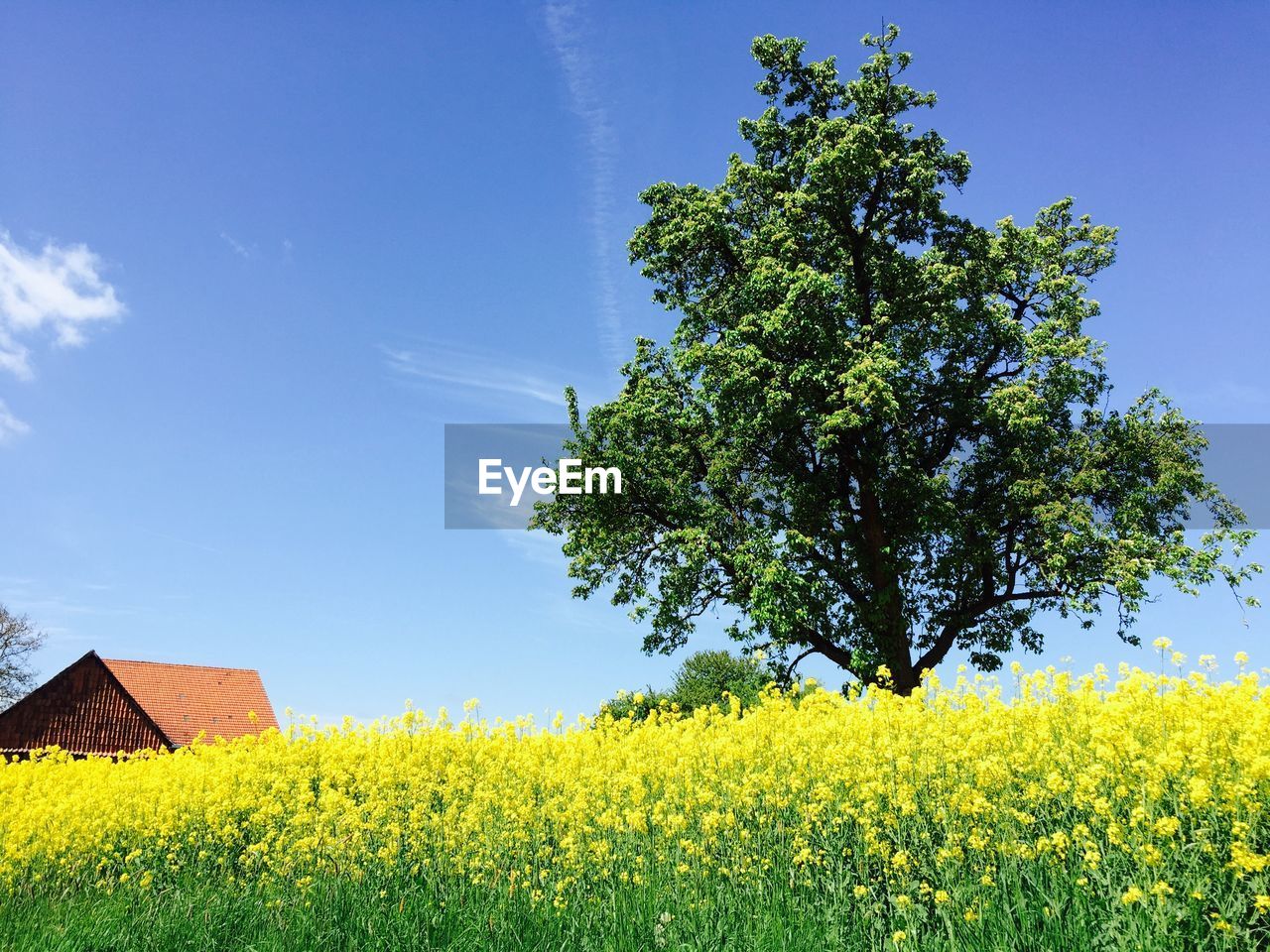 Green tree in oilseed rap field against blue sky