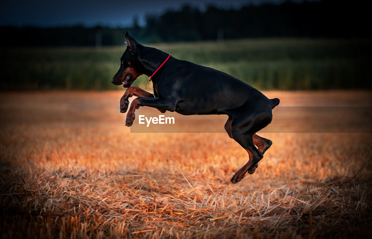 Side view of dog running on field