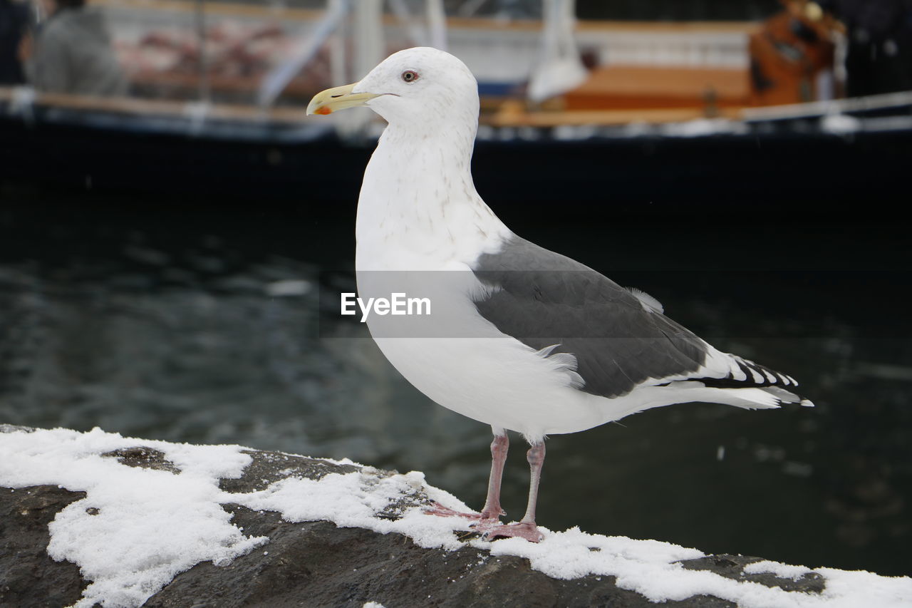 CLOSE-UP OF BIRD PERCHING ON WALL