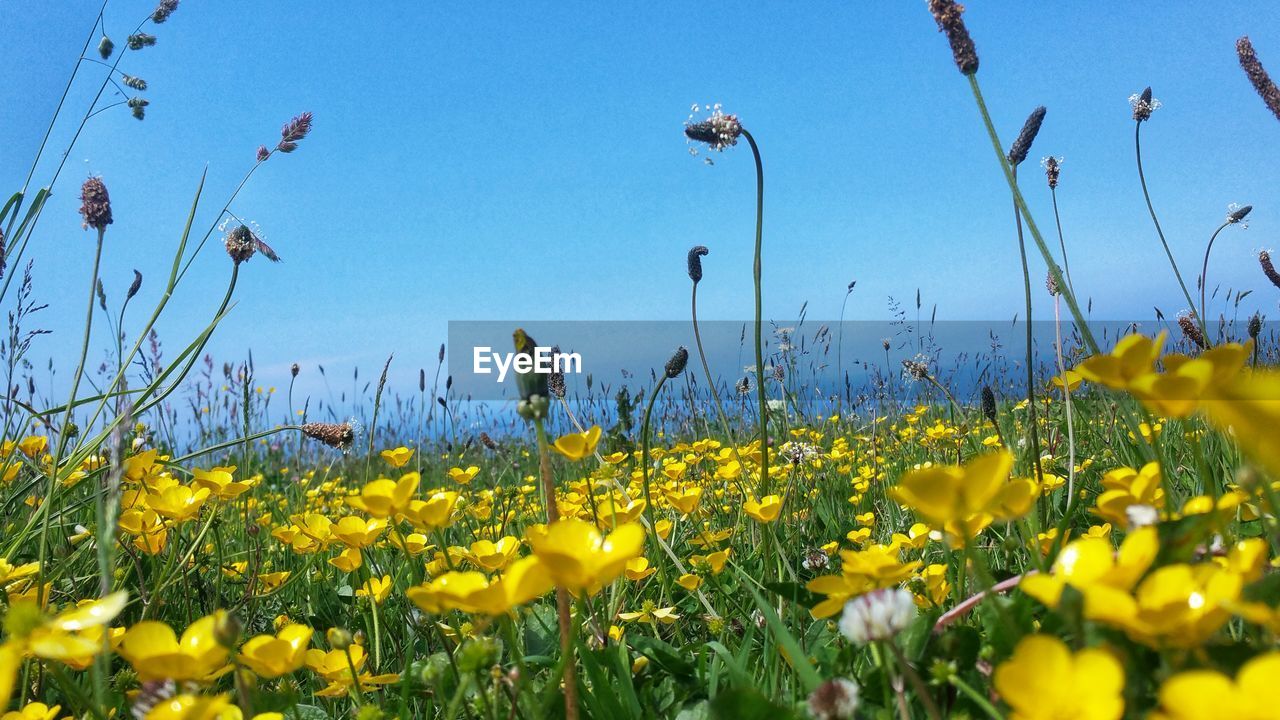 Yellow flowering plants on field against sky