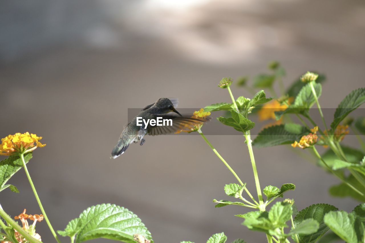 BIRD PERCHING ON PLANT