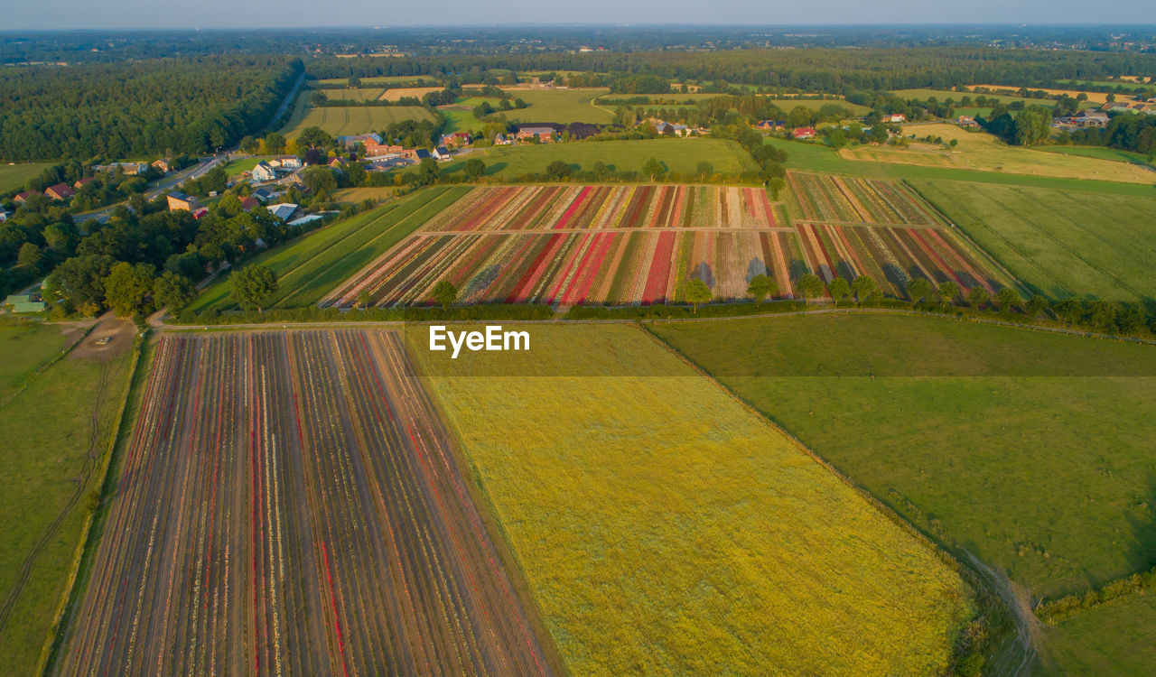 Aerial view with a drone of colorful rose fields
