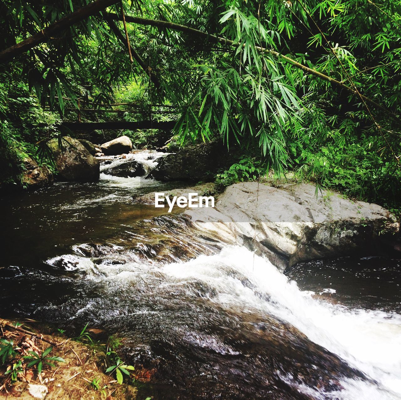 STREAM FLOWING THROUGH TREES IN FOREST