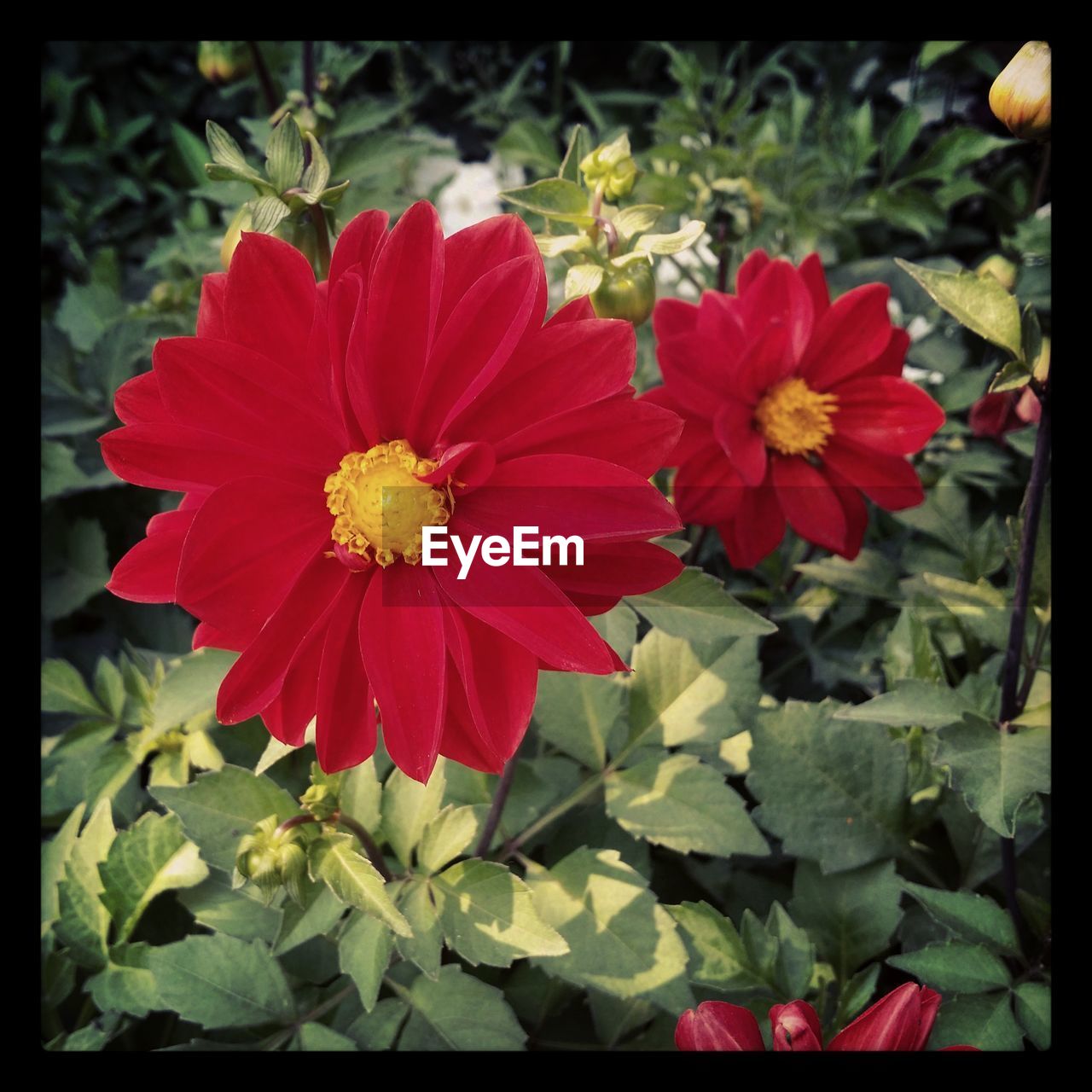 CLOSE-UP OF RED FLOWERS