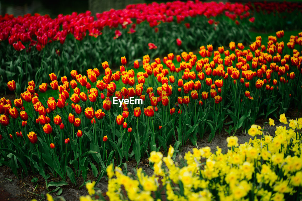 Fresh yellow flowers blooming in field