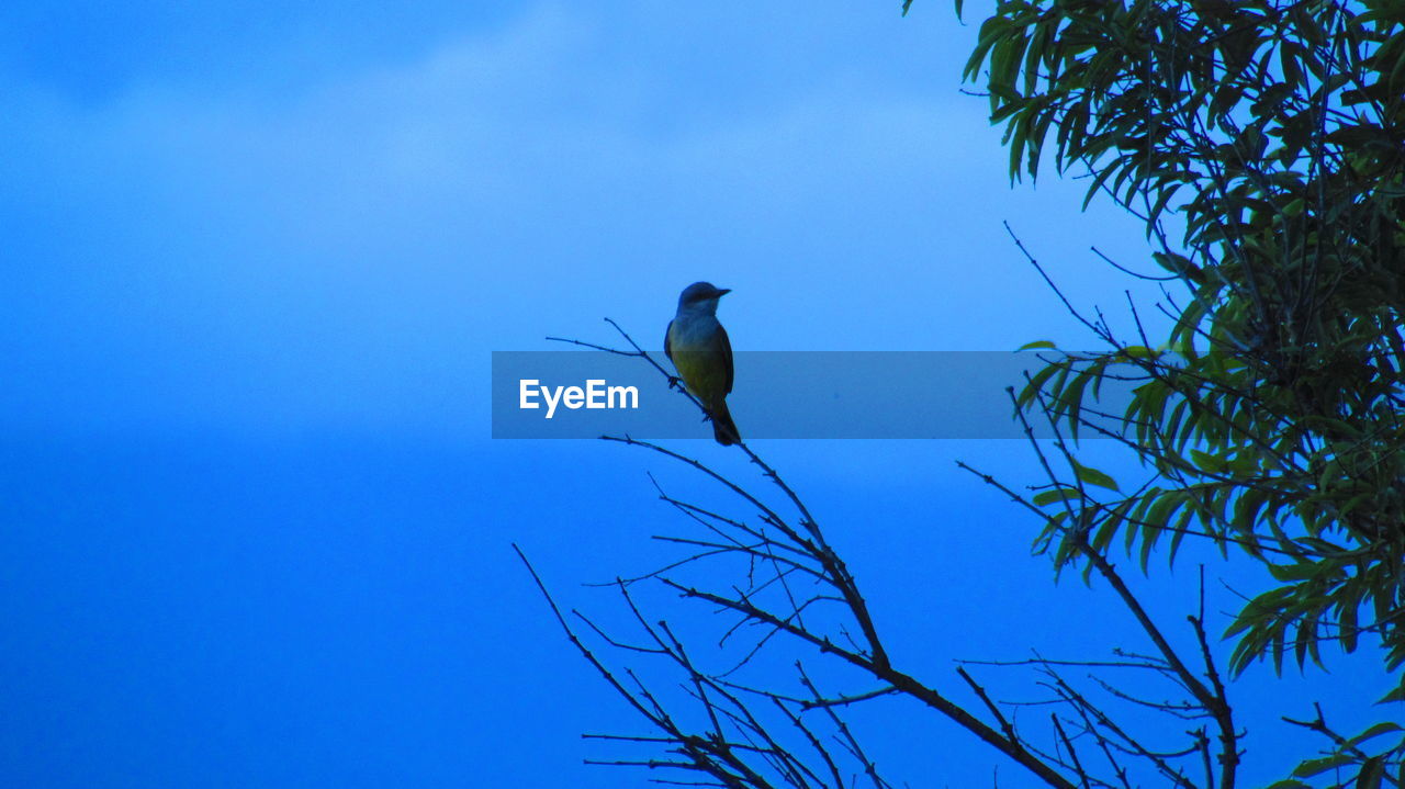 LOW ANGLE VIEW OF BIRD PERCHING ON TREE