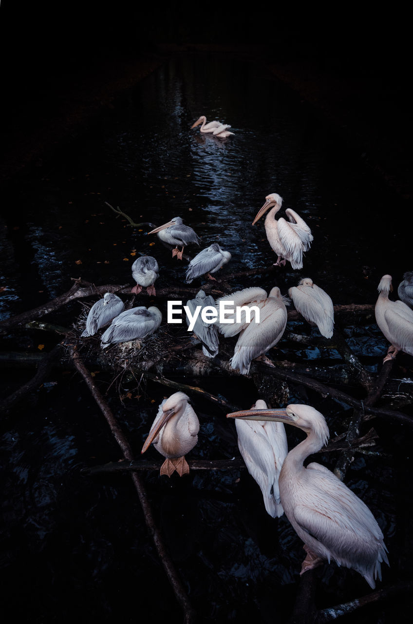 HIGH ANGLE VIEW OF SWANS ON LAKE